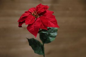 Červená vianočná ruža na stonke 65cm