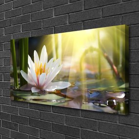 Obraz Canvas Vodné lilie slnko rybník 120x60 cm