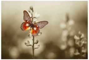 Fototapeta Vliesová Motýľ kvety 312x219 cm