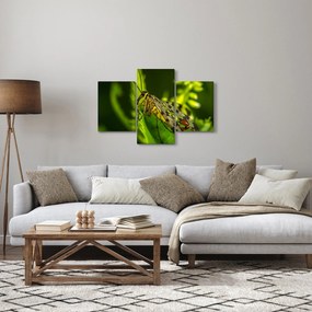 Obraz hmyzu (90x60 cm)
