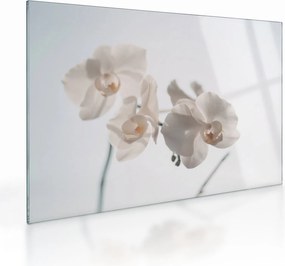 Sklenený obraz bielej orchidey (70x50 cm)