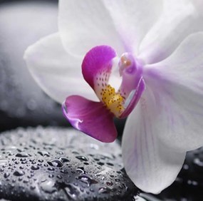 Ozdobný paraván Květiny Zen orchidej - 110x170 cm, trojdielny, obojstranný paraván 360°