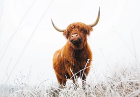 Fototapeta - Škótsky dobytok (147x102 cm)