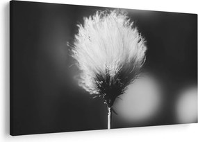 Obraz - Čiernobiely cottongrass (90x60 cm)
