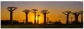 Obraz na plátne - Baobaby pri západe Slnka - panoráma 505A (105x35 cm)
