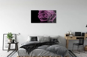 Obraz plexi Purpurová ruža 100x50 cm