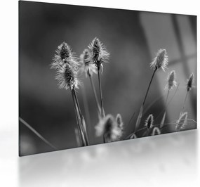 Sklenený obraz - Béžová soft grass N⁰2 (70x50 cm)