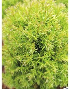 Tuja západná FloraSelf Thuja occidentalis 'Teddy' 5-10 cm kvetináč Ø 10 cm