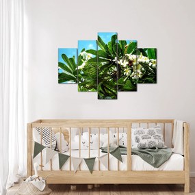 Obraz - Plumeria (150x105 cm)