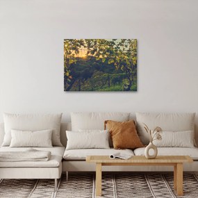 Obraz - Vinice (70x50 cm)