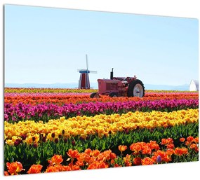 Sklenený obraz tulipánové farmy (70x50 cm)