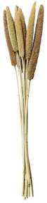 Dekorácia sušená rastlina zväzok 10ks perlové proso - 60 cm