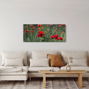 Obraz - Lúka s vlčími makmi (120x50 cm)