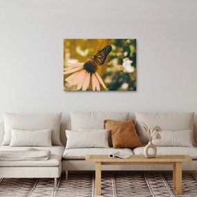 Obraz motýľa na kvetine (70x50 cm)