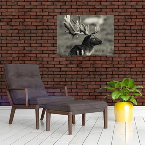 Sklenený obraz - Jeleň (70x50 cm)