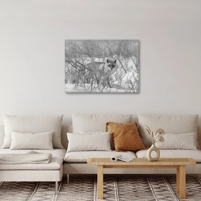 Obraz - Lišiak, čiernobiela (70x50 cm)