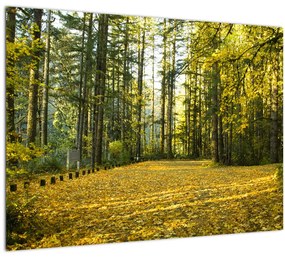 Sklenený obraz - les v jeseni (70x50 cm)
