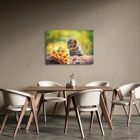 Sklenený obraz mačiatka pozerajúce sa na kvetinu (70x50 cm)