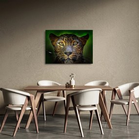 Sklenený obraz - Portrét leoparda, Sri Lanka (70x50 cm)