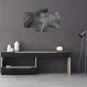 Obraz - Sušená pampová tráva (90x60 cm)