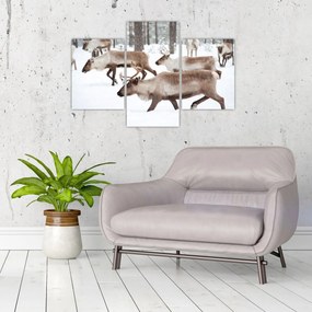 Obraz - Soby (90x60 cm)