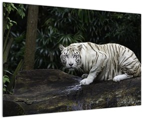 Obraz - Tiger albín (90x60 cm)