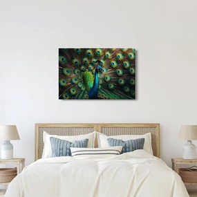Obraz – Páv (90x60 cm)