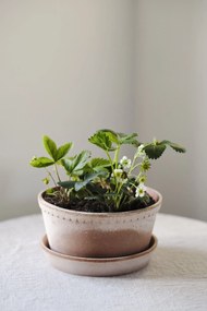 Malý kvetináč Helena nízky s podstavcom 11 x 21 cm ružový