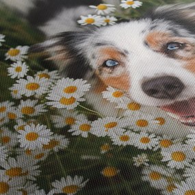 Obraz - Austrálsky ovčiak (120x50 cm)