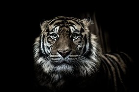 Fototapeta dravý pohľad tigra