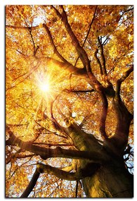 Obraz na plátne - Slnko cez vetvi stromu - obdĺžnik 7240A (60x40 cm)