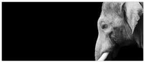 Obraz - Slon (120x50 cm)