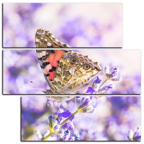 Obraz na plátne - Motýľ na levanduľe - štvorec 3221D (105x105 cm)