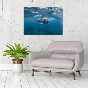 Sklenený obraz - Delfín pod hladinou (70x50 cm)