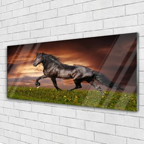Obraz na akrylátovom skle Čierny kôň lúka zvieratá 125x50 cm
