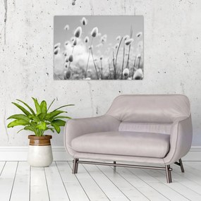 Obraz - Boho bunny tail grass (70x50 cm)