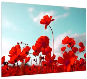 Sklenený obraz poľa s jasne červenými kvetmi (70x50 cm)