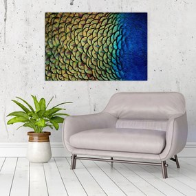 Obraz - Pávie perie (90x60 cm)