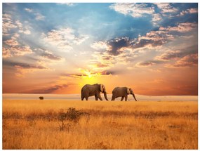 Artgeist Fototapeta - African savanna elephants Veľkosť: 300x231, Verzia: Premium