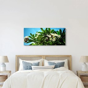 Obraz - Plumeria (120x50 cm)