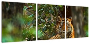 Obraz odpočívajúceho tigra (s hodinami) (90x30 cm)