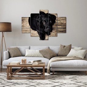 Obraz čierneho šteňaťa (150x105 cm)