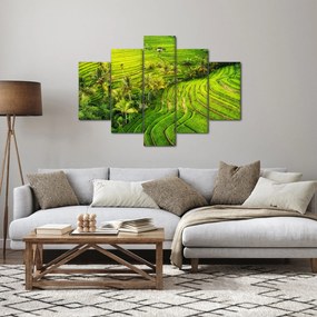 Obraz - Ryžové terasy (150x105 cm)