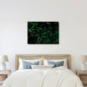 Obraz - Tropické papradie (70x50 cm)