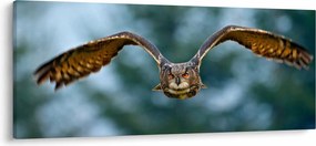 Obraz - Sova pri lete (120x50 cm)