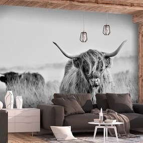 Fototapeta - Highland Cattle Veľkosť: 441x315, Verzia: Samolepiaca