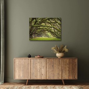 Obraz - Oaks Avenue, Charleston, Južná Karolína, USA (70x50 cm)