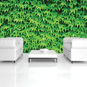 Fototapeta - Listy (152,5x104 cm)