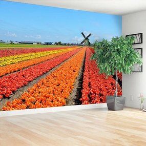 Fototapeta Vliesová Veterný mlyn tulipány 416x254 cm