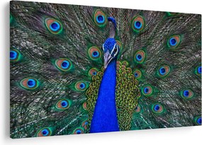 Obraz - Páv (90x60 cm)